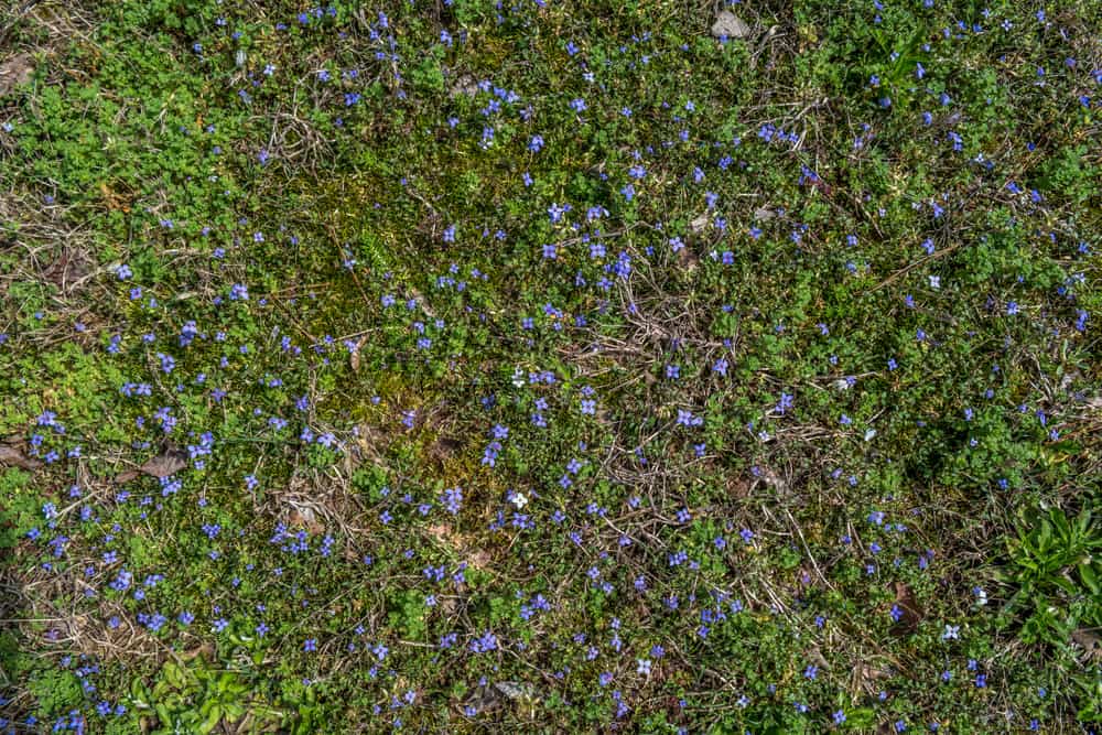 俯视着一片蓝色的草地，紫色的花朵盛开
