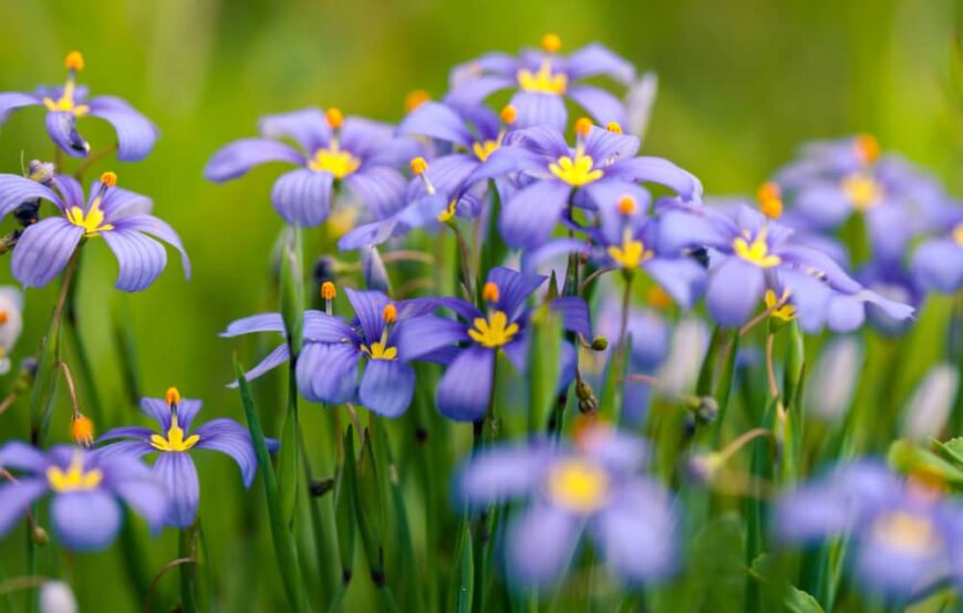 美丽的浅紫色花朵，黄色眼睛的蓝色眼睛草植物生长在一簇