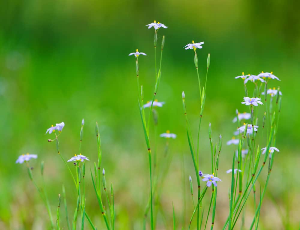 高大的茎蓝眼草植物与小盛开的花朵在模糊的绿色草地背景