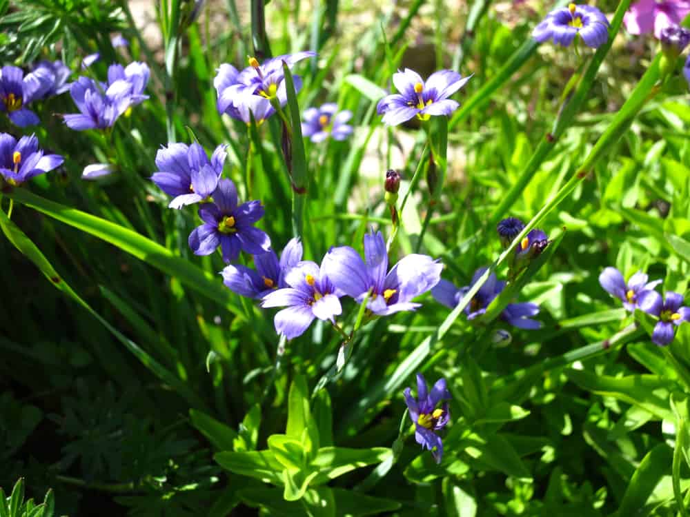 明亮和阳光明媚的健康绿蓝眼睛的草和美丽的紫色花朵盛开