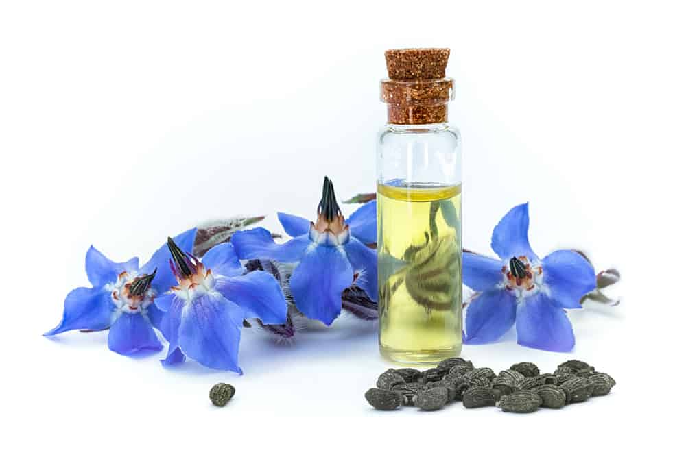 一瓶蓝色的琉璃苣花坐在旁边的琉璃苣种子和一瓶琉璃苣种子油都在一个孤立的白色背景前