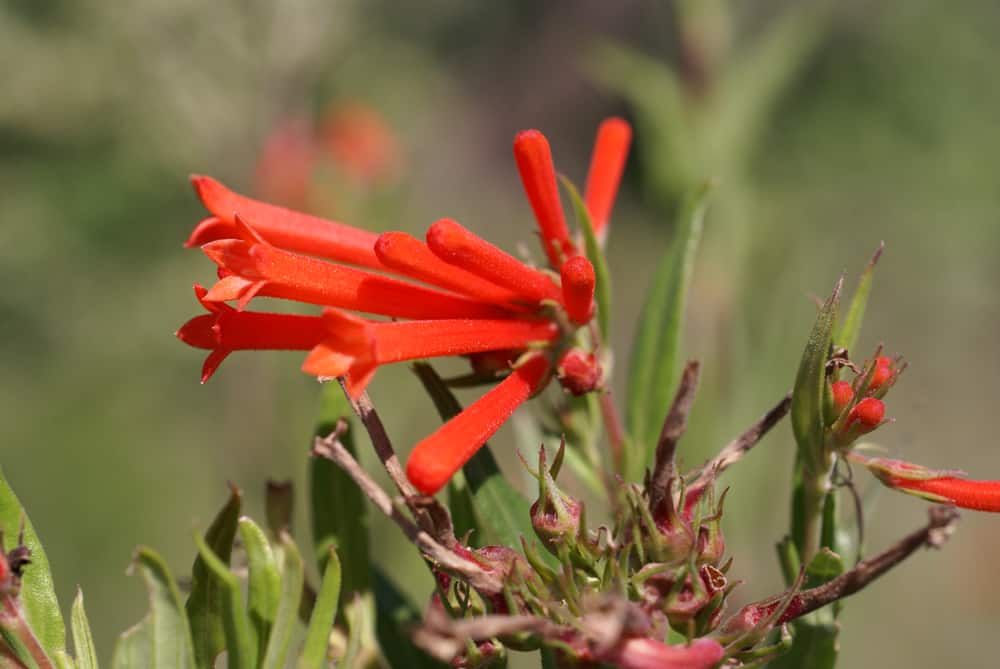 长而鲜红的布瓦迪亚花生长在墨西哥一个炎热的阳光灿烂的日子里