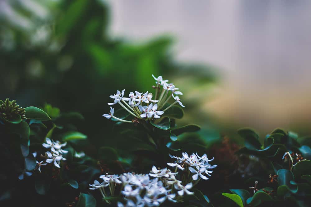 美丽的小白花，叶为深绿色