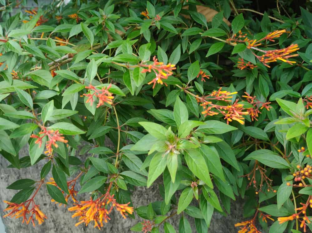 全景惊人的布瓦迪亚灌木或爆竹灌木与大绿色的叶子和爆炸明亮的橙色花朵