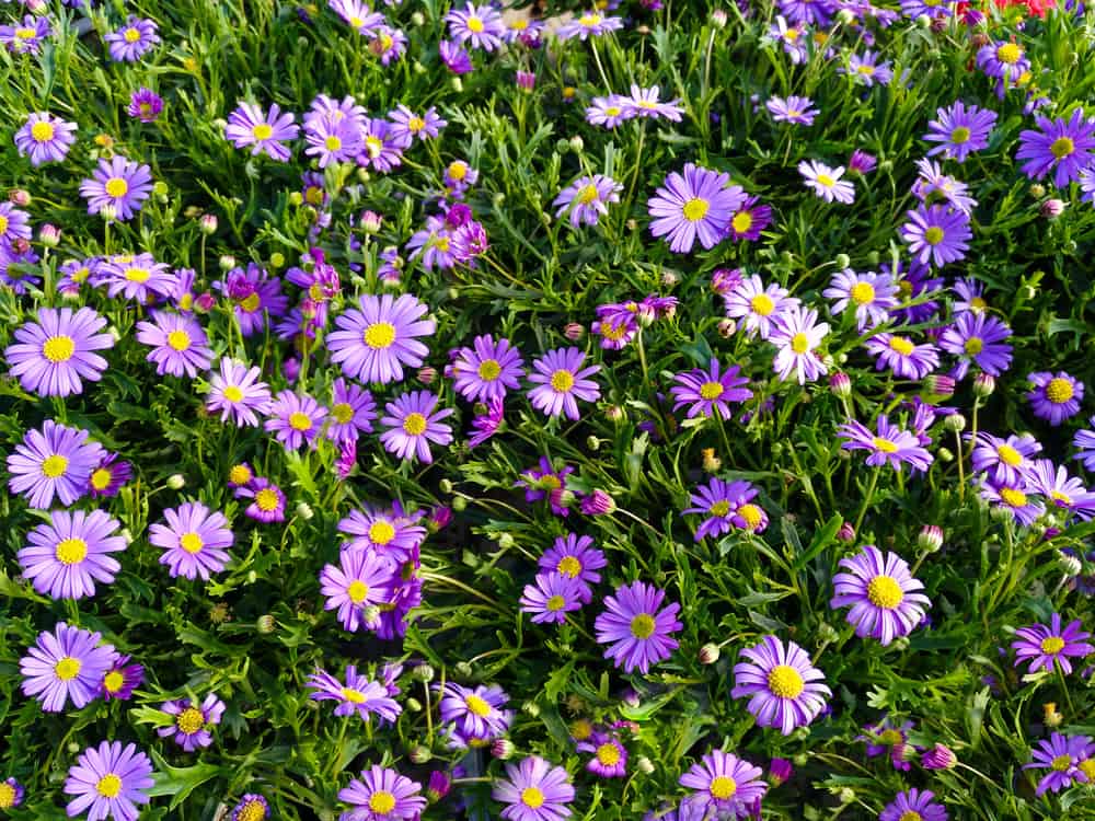 在阳光明媚的日子里，一片亮紫色的樱草花密集地生长着
