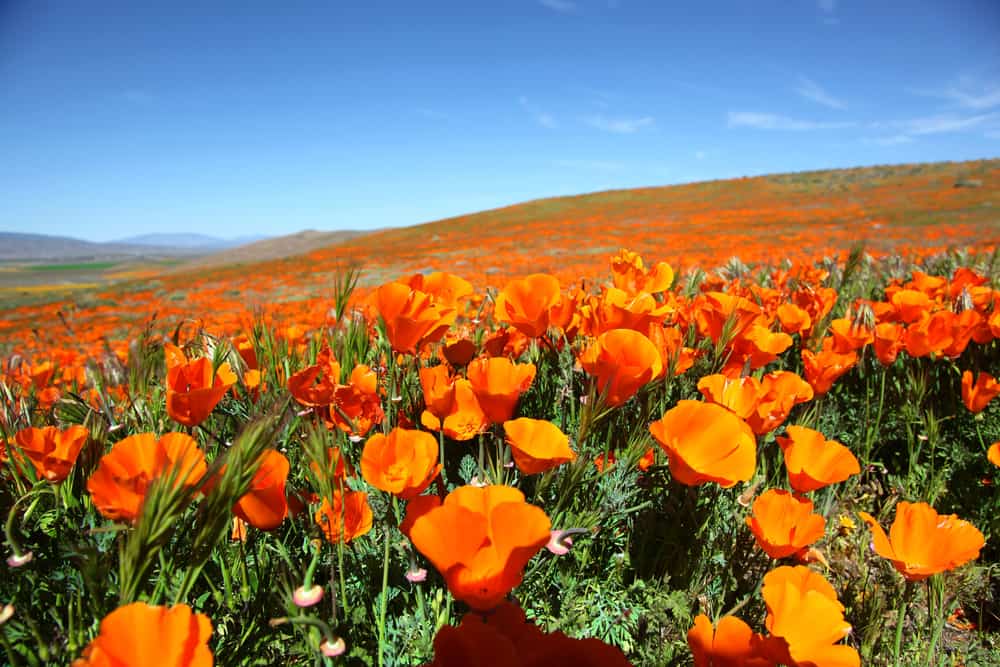 令人难以置信的亮橙色的加州罂粟在阳光明媚的日子里生长
