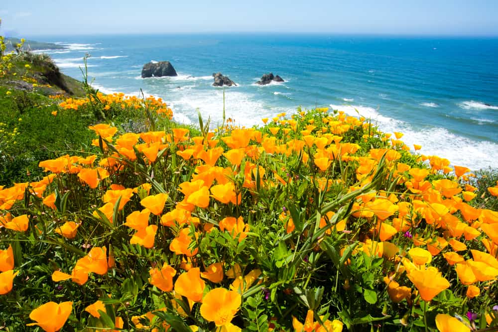加州罂粟花生长在悬崖顶上，俯瞰着加利福尼亚的海滨