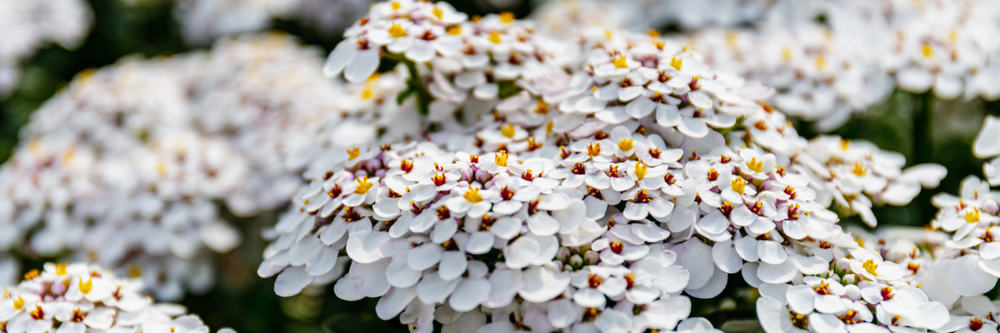 簇生的糖果簇植物的美丽的小白花
