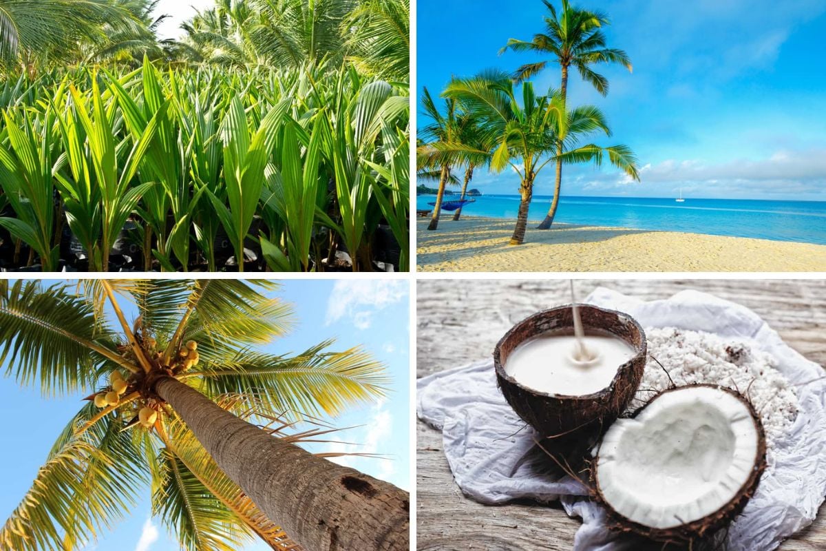 椰子生命周期的拼贴图。