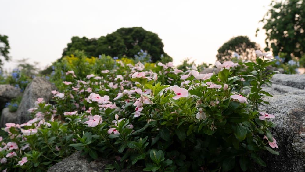 马达加斯加长春花植物的矮灌木，开浅粉红色花，中心有红色喉，生长在一些低矮的巨石中