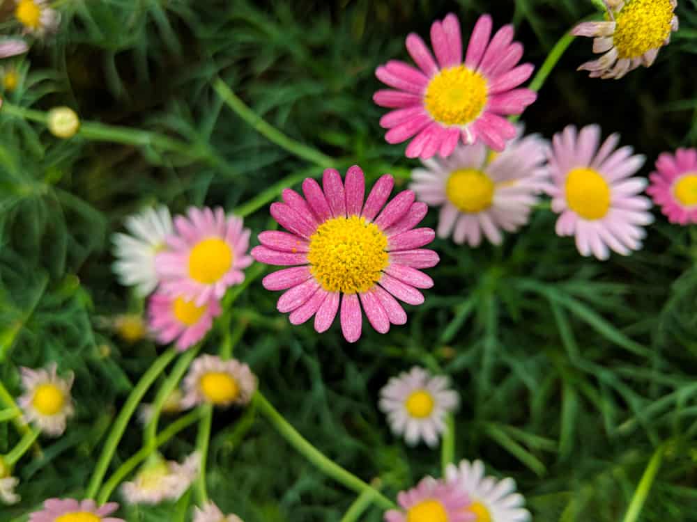 可爱的亮粉色和淡粉色的樱草花，背景是模糊的绿色叶子