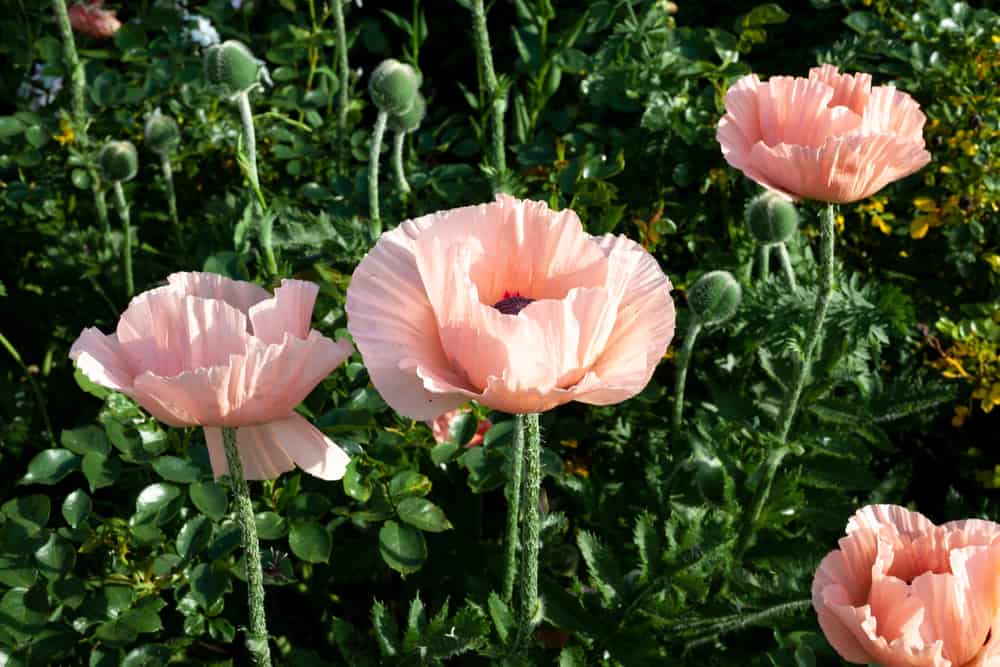 使命钟加利福尼亚罂粟花，淡粉色花瓣生长在未开花的花蕾周围