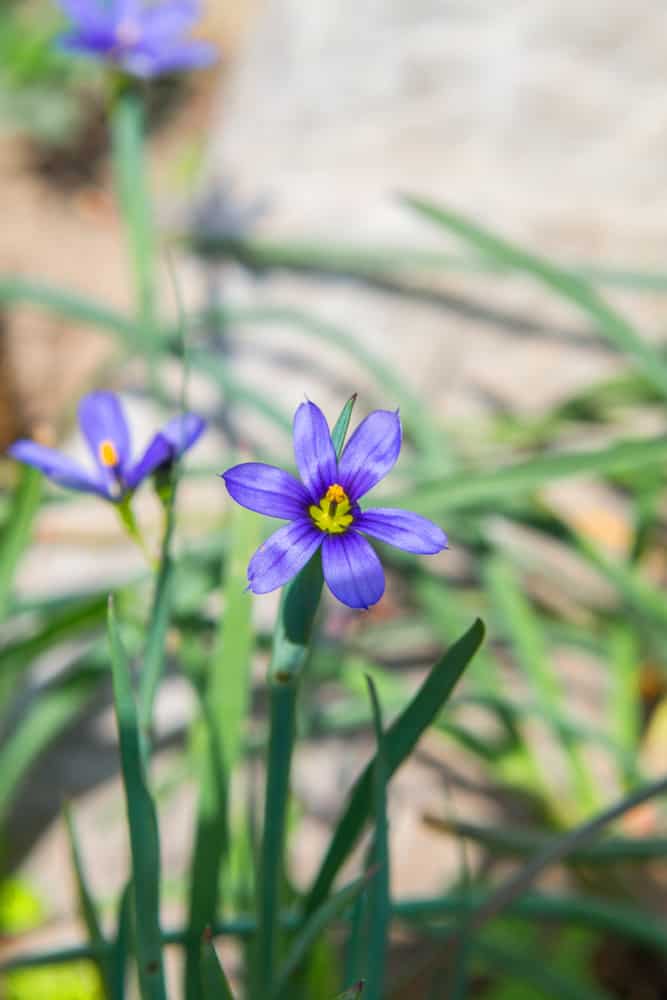 特写镜头的一个明亮的紫色西部蓝眼睛草花与模糊的草叶片的背景
