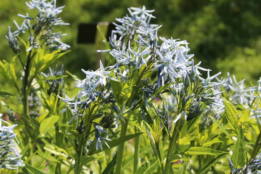 这是一个近距离观察的花园，有闪烁的蓝星花簇。