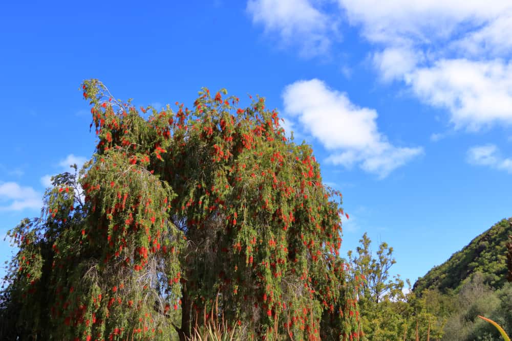 在明亮的蓝天映衬下，公园里盛开的巨大的垂枝树