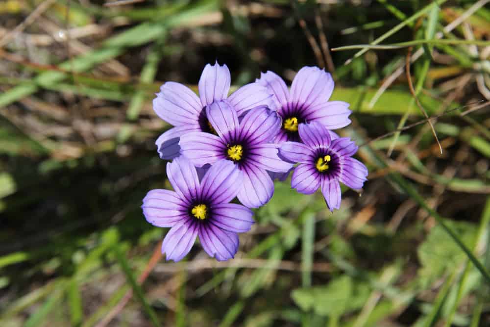 俯视着令人难以置信的淡紫色花朵，蓝色眼睛的草的黄色中心