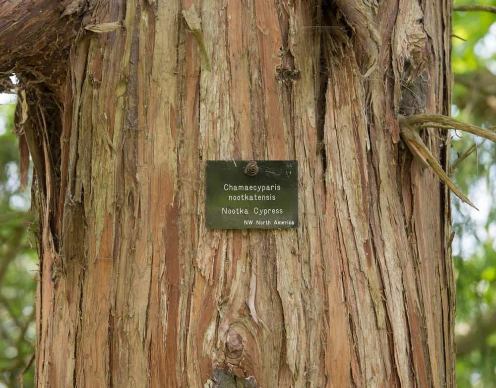 这是一棵贴有标签的努特卡柏树的树皮。