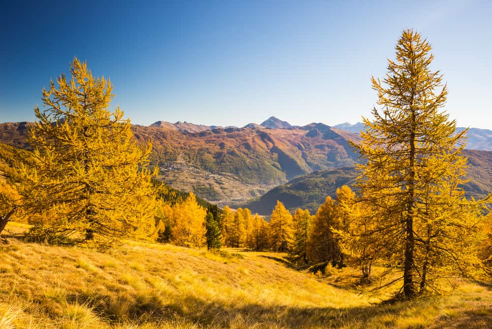 这是一个秋天的山腰风景，高大的高山落叶松。