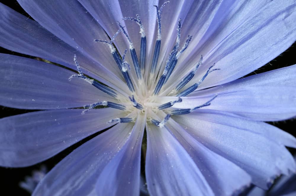 菊苣花的浅紫色花瓣的超详细镜头与花粉覆盖的雄蕊