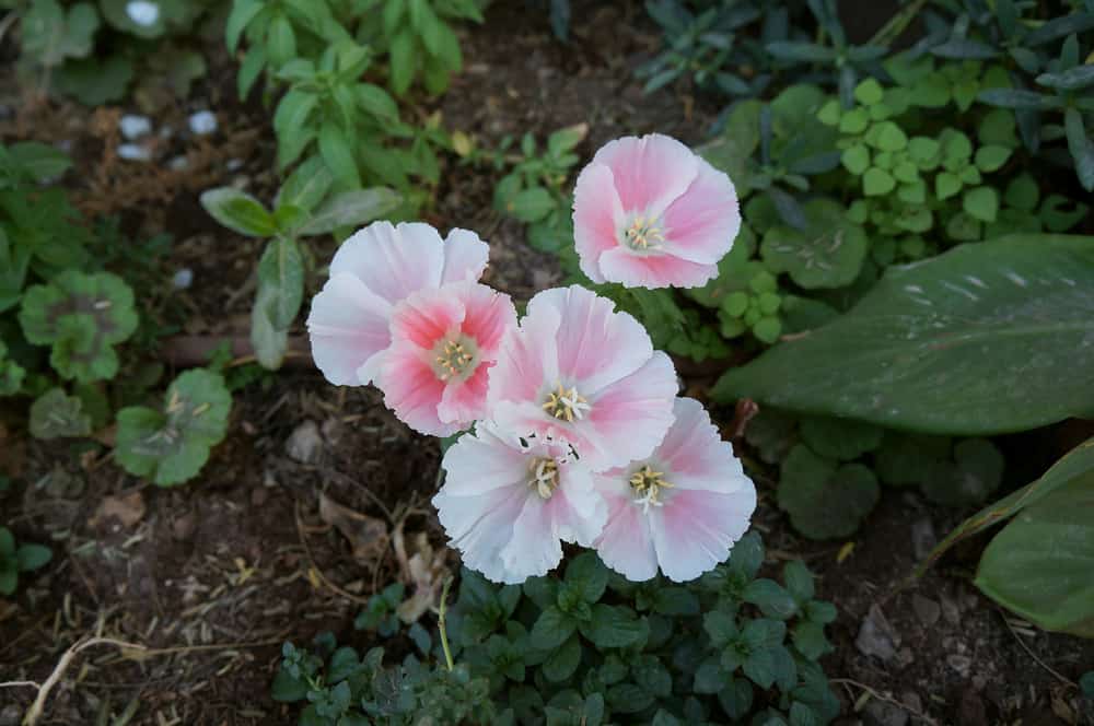 一小簇非常浅粉色的克拉克兰花在深绿色地被植物的映衬下开放
