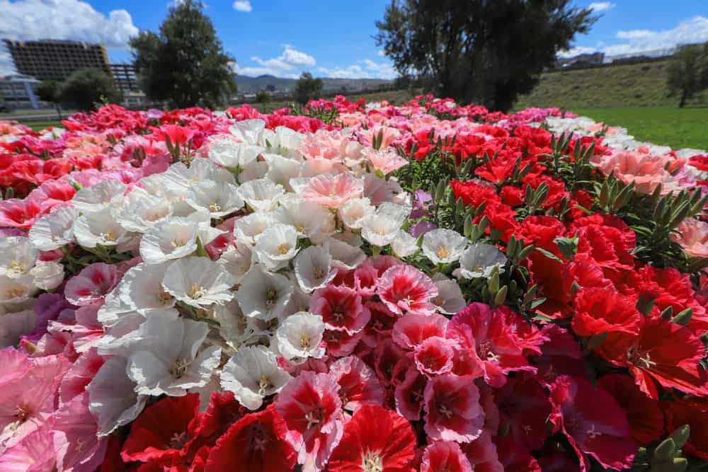 粉红色、浅粉红色、白色和红色的克拉克兰花在一片绿色的田野里簇拥着