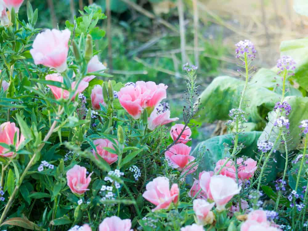 美丽的阵列不同的花园植物，包括高大的茎clarkia植物与宏伟的粉红色花朵