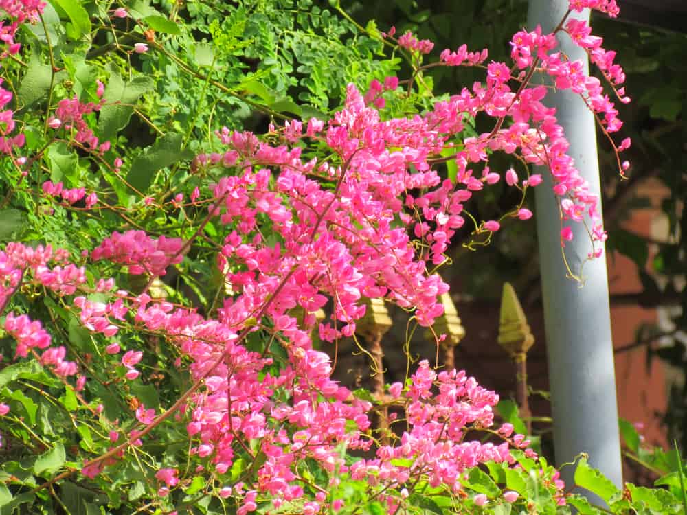 沿着铁栅栏生长的珊瑚藤蔓植物的亮粉色花朵