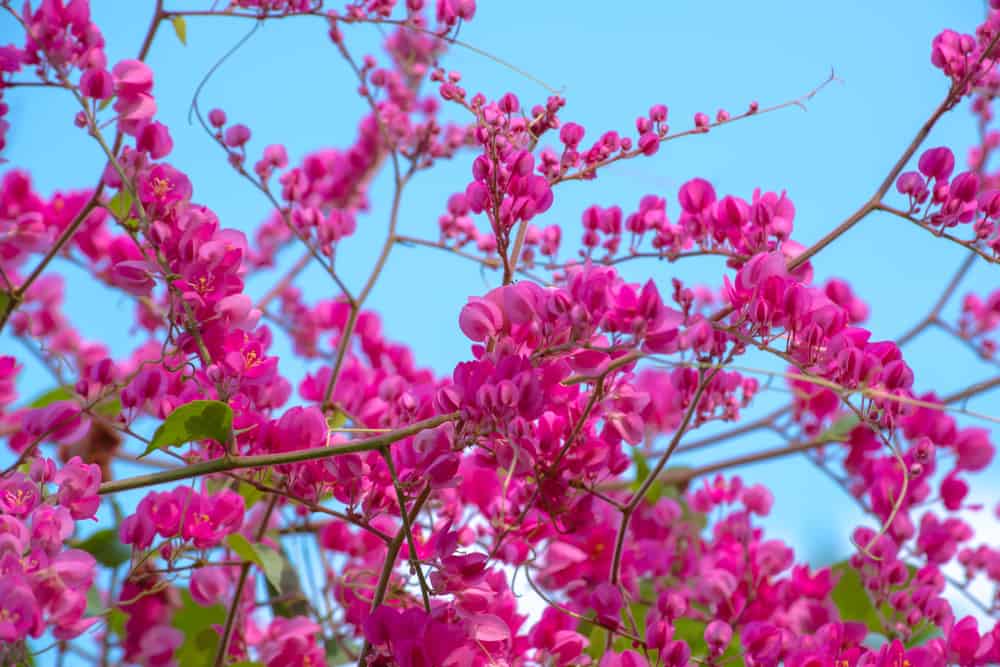 令人难以置信的春暖花开的粉红色珊瑚藤花生长对比蓝色的天空