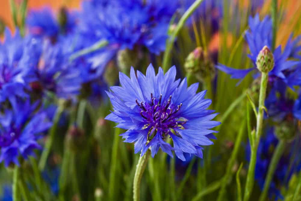 几朵明亮的紫色矢车菊，在一个可爱的补丁上生长着层层叠叠的光线小花
