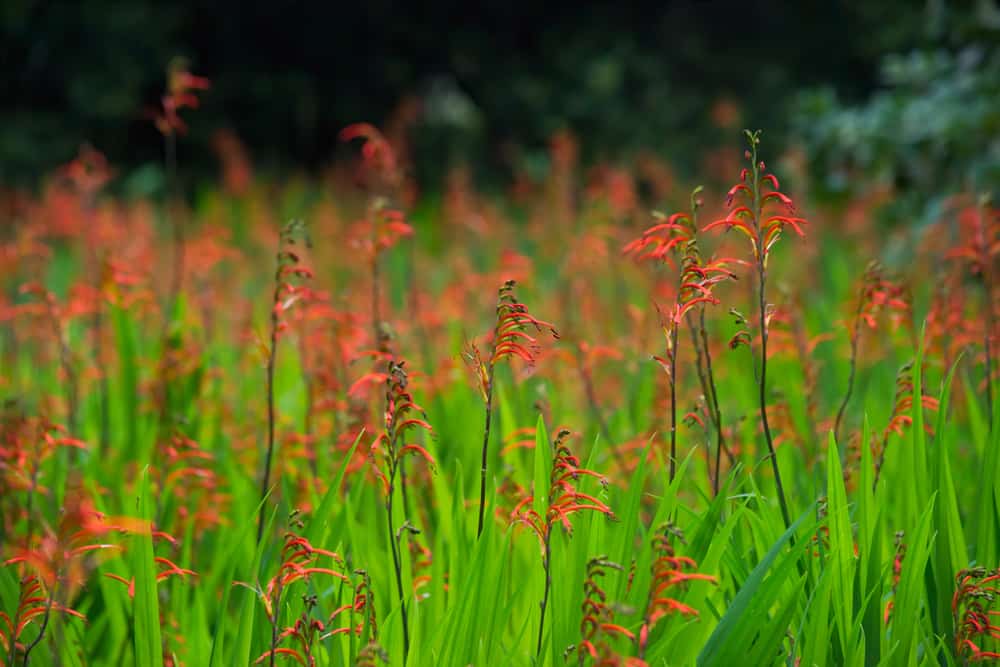 精致的田野里有纤细的红色洋芋花，高高的剑形绿叶和模糊的森林背景