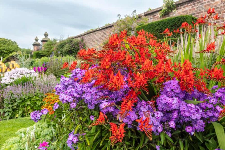 在一个精致的皇家花园里，紫色的花朵和鲜红色的花形成了鲜明的对比
