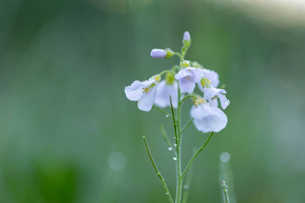 美丽的淡紫色杜鹃花生长在花茎的末端，上面覆盖着精致的雨滴