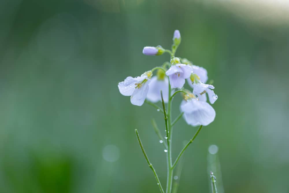 美丽的浅紫色杜鹃花卉种植的花柄精致的雨滴