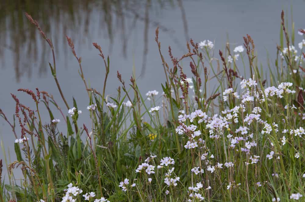 野生杜鹃花卉补丁不断增长的阴影湖边盛开的鲜花