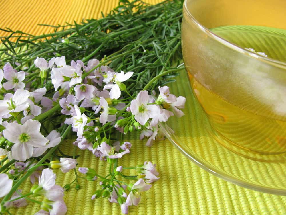 鲜切花的杜鹃花卉植物躺在一张桌子旁边的一个空杯药用茶