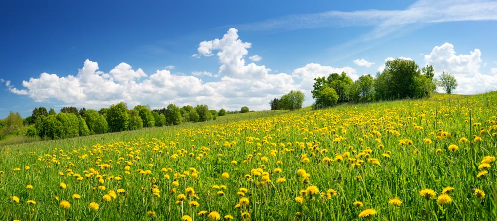 美丽的阳光灿烂的一天，一片开阔的田野，树，草和蒲公英花的头