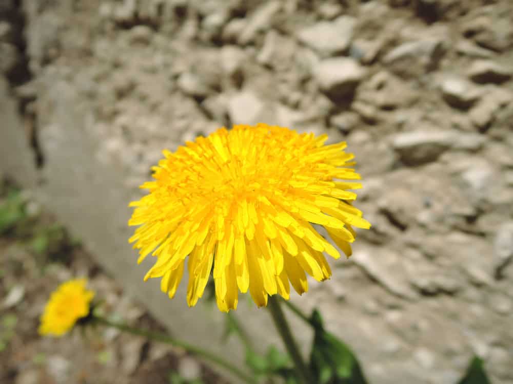 明亮的黄色蒲公英小花在人行道上生长，在阳光下闪闪发光