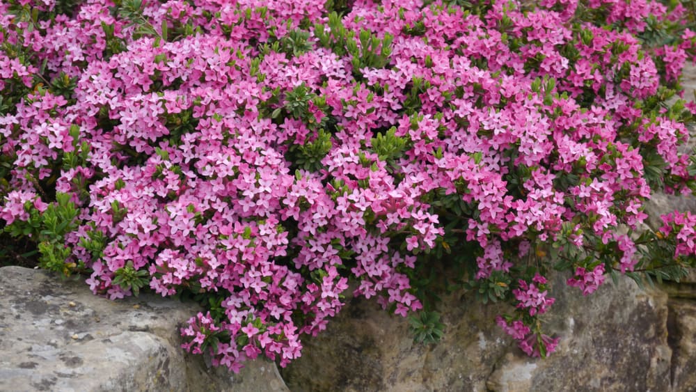 美丽的明亮的粉红色达芙妮灌木的花瀑布般在砖墙作为一种观赏植物