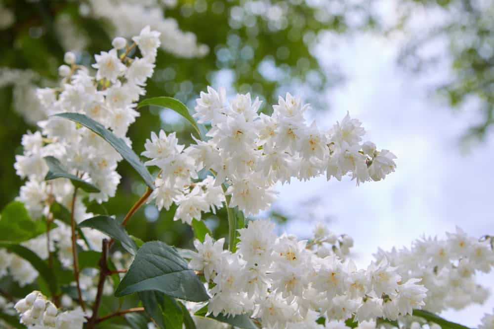 在浅蓝色天空的映衬下，可爱的花园中生长着白绒毛状总状花序的deutzia灌木