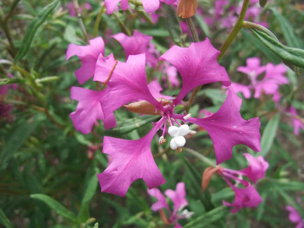 独特形状的深紫色花瓣的克拉克兰花与大的白色花药