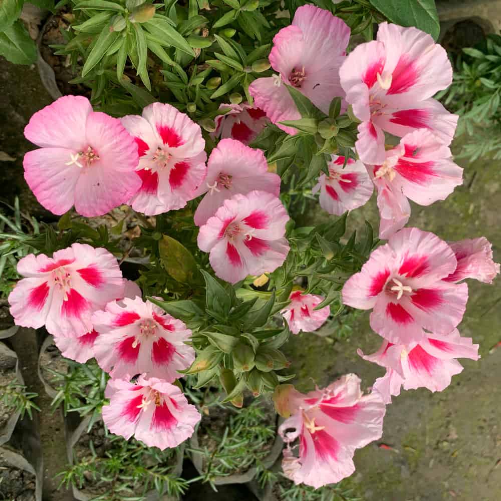 告别春天的克拉克兰花品种与令人难以置信的浅粉红色的花瓣和粉红色的中心