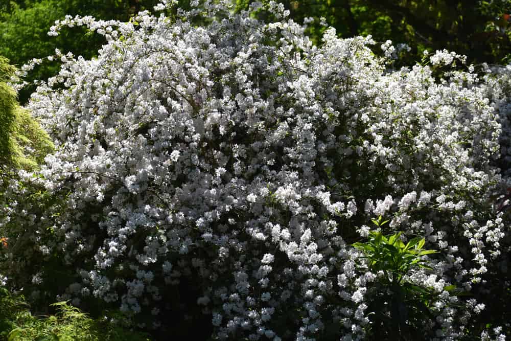 令人难以置信的巨大的deutzia灌木，在夏天开满白色的花