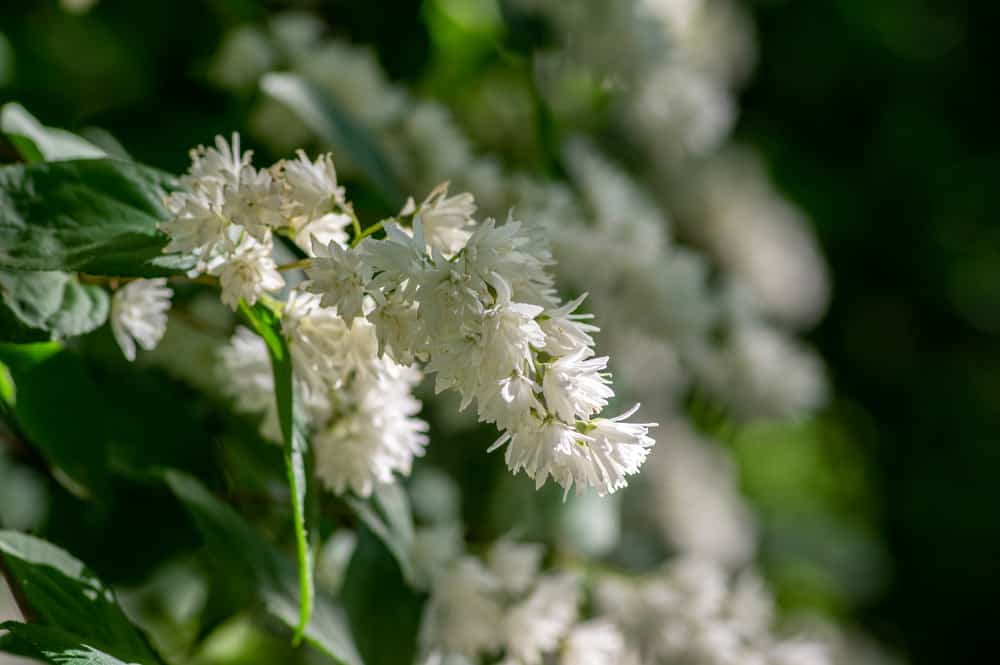 宏观图像的白色蓬松的花的模糊deutzia灌木，类似棉球