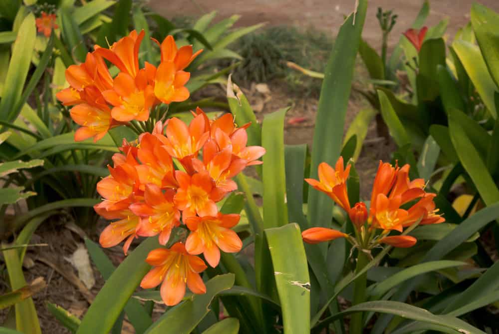 明亮的橙色花簇，生长在花园中高大的剑形绿叶