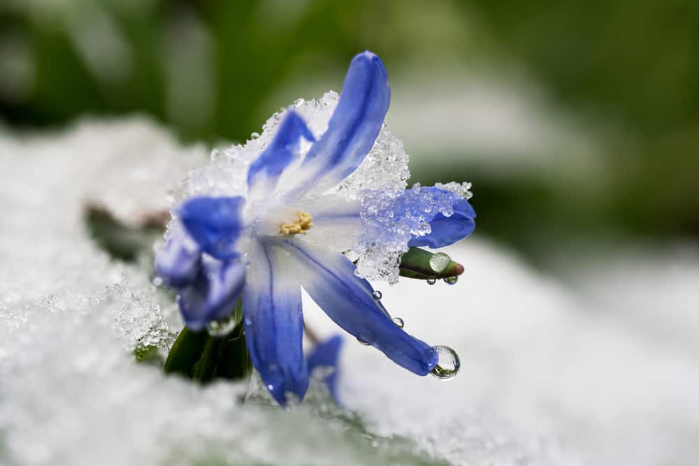 单株亮紫色的雪花，生长在深雪中