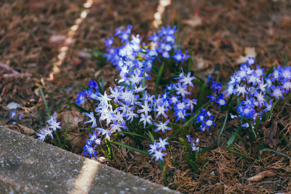 小而迷人的紫色和紫罗兰的荣耀的雪花生长在花坛与落叶