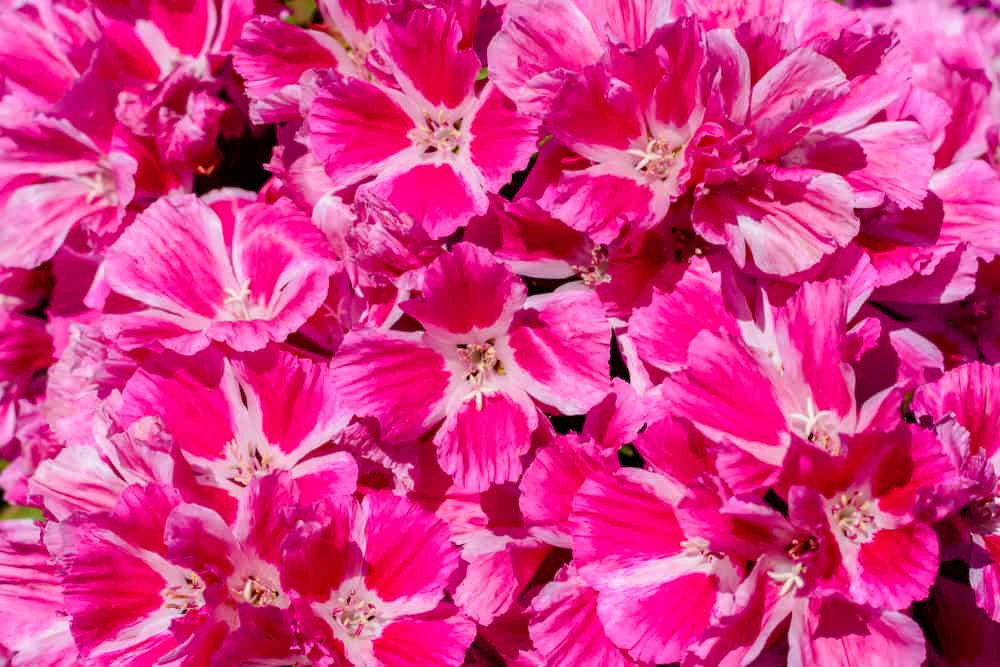 令人难以置信的明亮的粉红色花簇的爆发