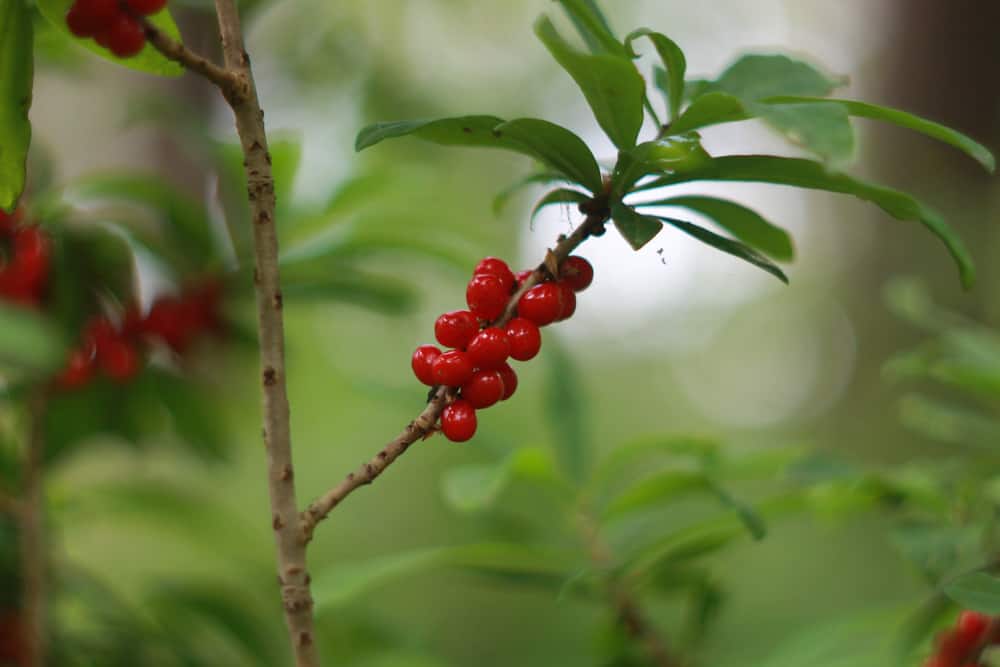 达芙妮灌木的小茎，有长而绿的叶子和成簇生长的鲜红色浆果