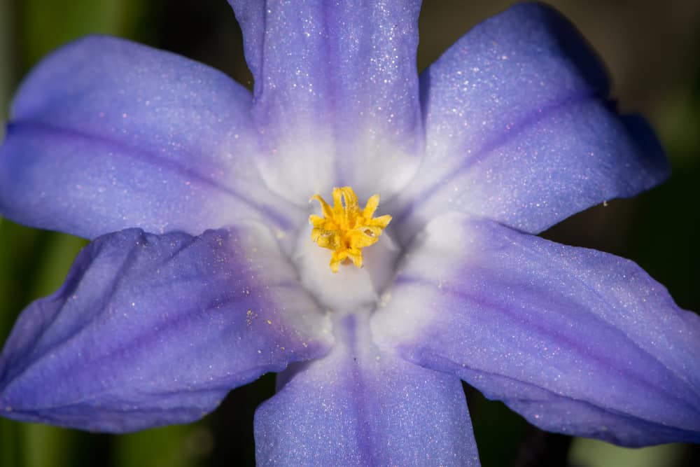 美妙的细节照片的紫色荣耀的雪花与6个花瓣和明亮的黄色花药覆盖在花粉