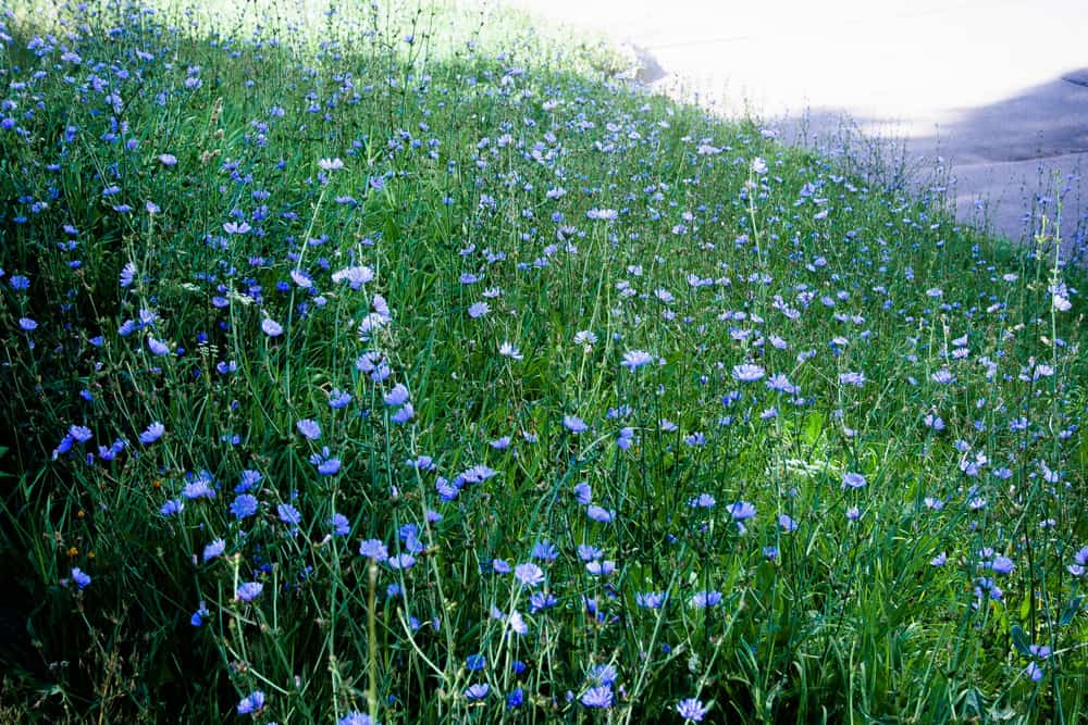 令人难以置信的淡蓝色菊苣花的野花花园